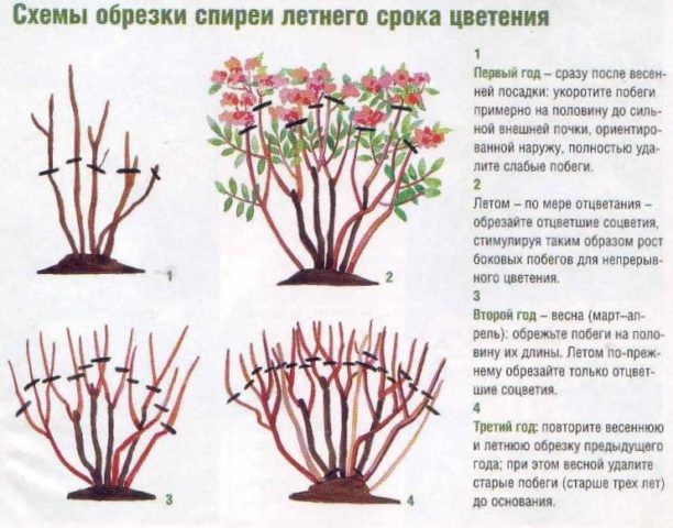 Как правильно ухаживать за изысканным декоративным кустарником спирея Бумальда