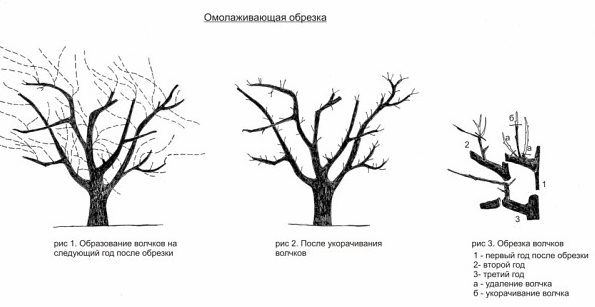 Обрезка плодовых деревьев и кустарников