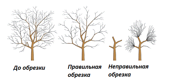 Обрезка плодовых деревьев и кустарников