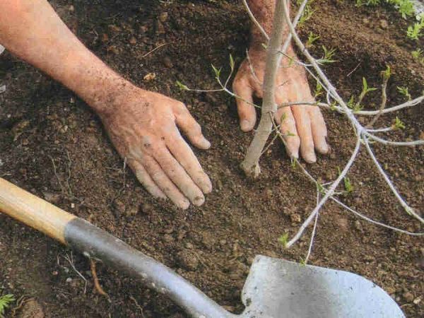 Описание и популярные сорта гибрида вишни и сливы