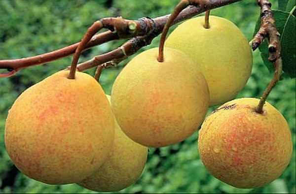 Описание и разновидности крупноплодного сорта груши Бергамот