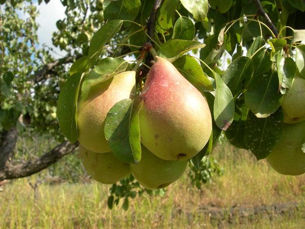 Описание осеннего сорта груши Лесная красавица