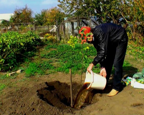 Особенности посадки и ухода за колоновидной яблоней