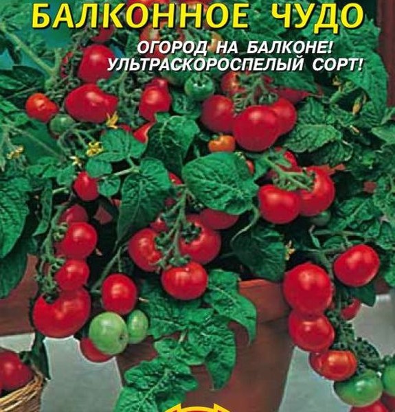 Помидоры “Балконное чудо”: методы выращивания и ухода