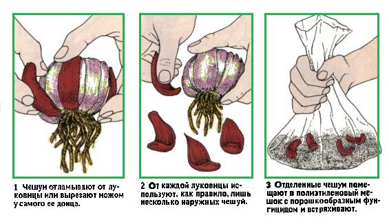 Посадка и уход за крокусами в открытом грунте, проблемы при выращивании + описание цветка, лучшие виды и сорта с фото