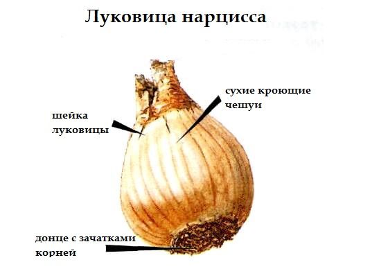 Посадка нарциссов и уход в открытом грунте: можно ли высаживать луковицы цветов осенью 2024 или лучше подождать до весны