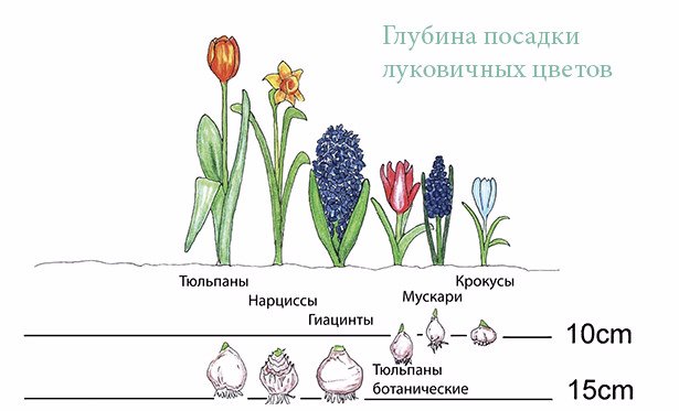 Посадка нарциссов и уход в открытом грунте: можно ли высаживать луковицы цветов осенью 2024 или лучше подождать до весны