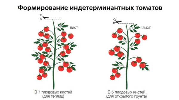 Правила посадки и выращивания крупноплодного томата Бабушкино