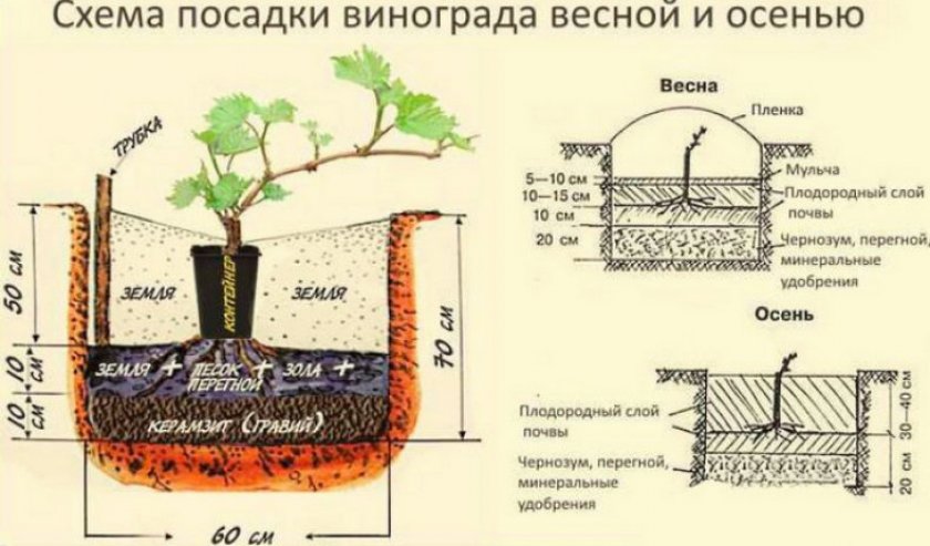 Правила посадки винограда в средней полосе