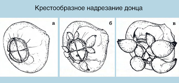 Размножение гиацинтов в домашних условиях семенами и луковицами