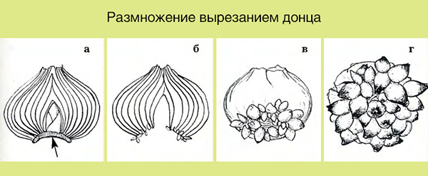 Размножение гиацинтов в домашних условиях семенами и луковицами