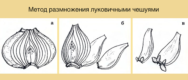 Размножение гиацинтов в домашних условиях семенами и луковицами