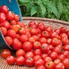 Самые сладкие и лучшие сорта томатов для теплиц в подмосковье