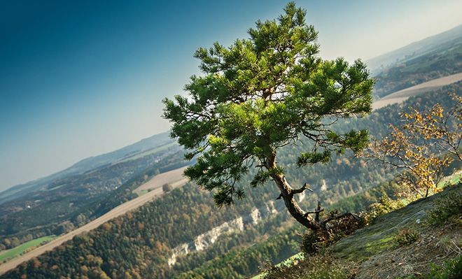 Сосна: фото дерева и описание, как выглядит крымская, обыкновенная, кедровая, сибирская и др.