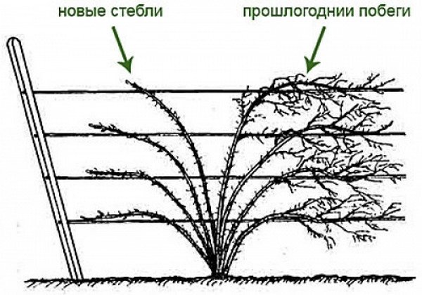 Уход за ежевикой весной