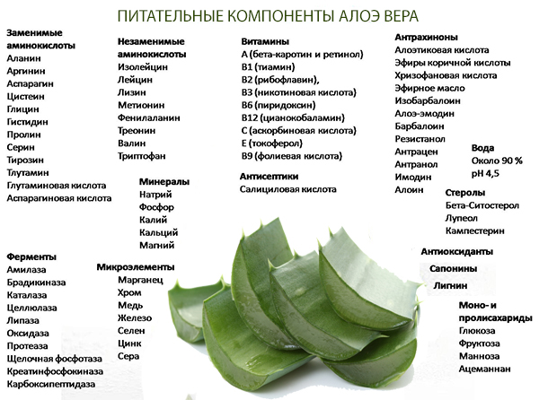 Алоэ: родина растения, описание и характеристика