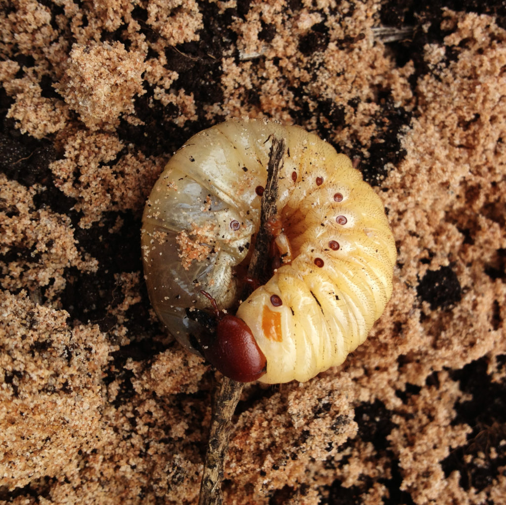 Борьба с личинками майского жука в клубнике