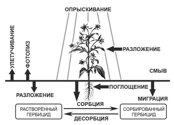 Борьба с сорняками: химические и народные методы