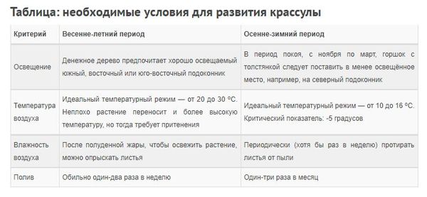 Денежное дерево: уход в домашних условиях за толстянкой