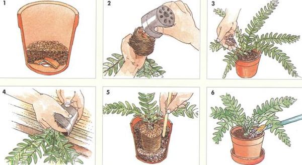 Как пересадить папоротник в домашних условиях
