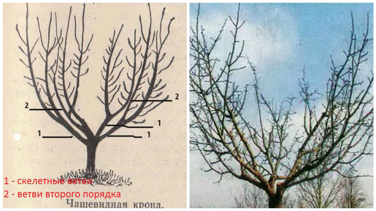 Как правильно обрезать яблони?