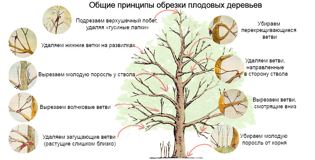 Как правильно обрезать яблони?