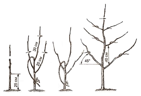 Как правильно обрезать яблони?
