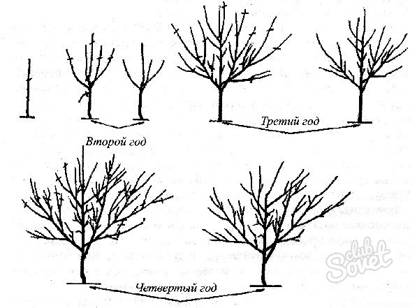 Как правильно обрезать яблони?