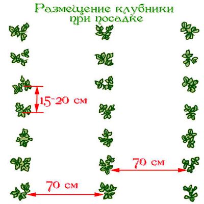 Как правильно сажать клубнику