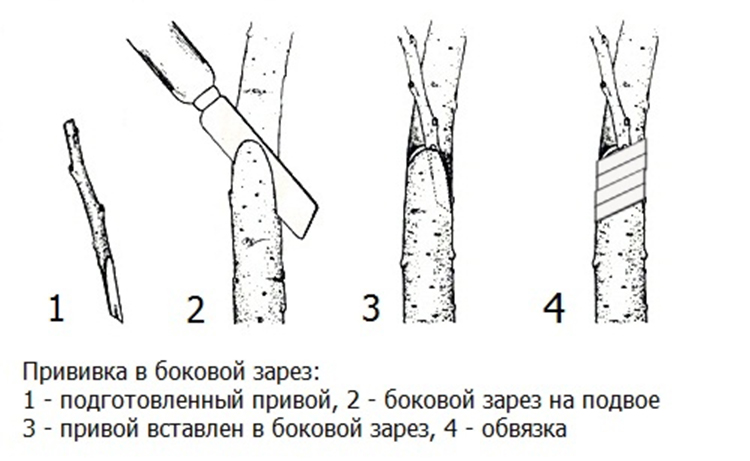 Как привить грушу