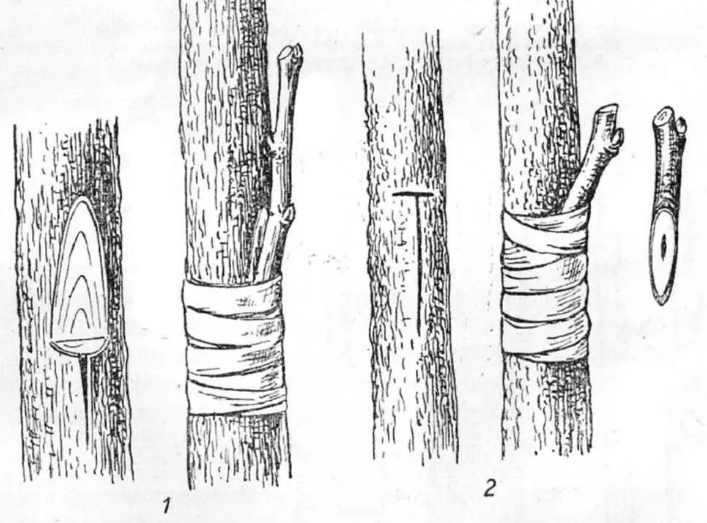 Как привить грушу