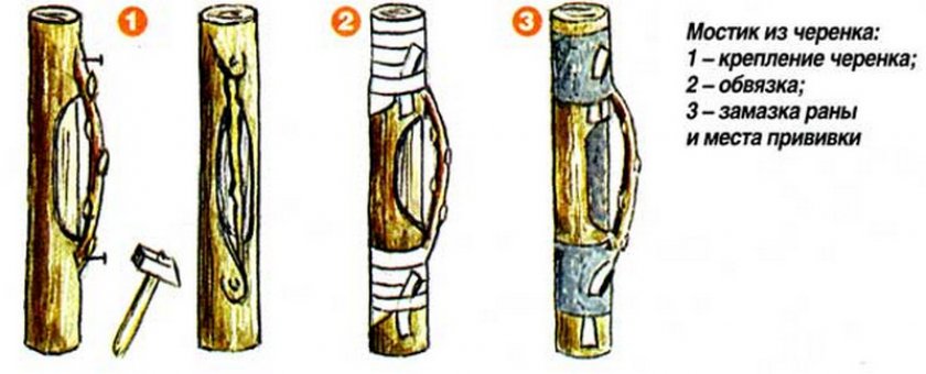 Как привить грушу