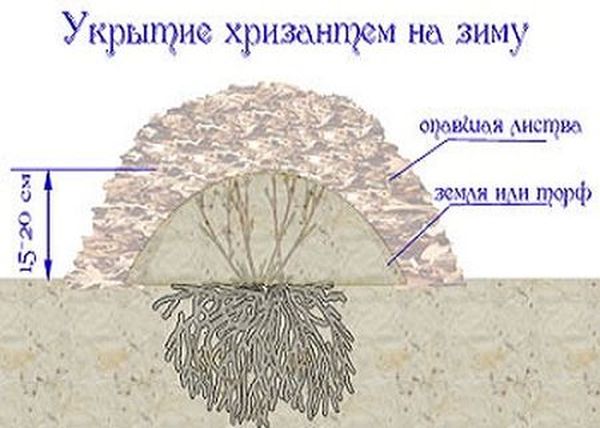 Как сохранить хризантемы зимой и когда доставать весной