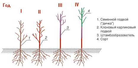 Карликовый подвой для яблони