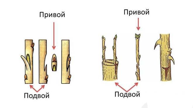 Карликовый подвой для яблони