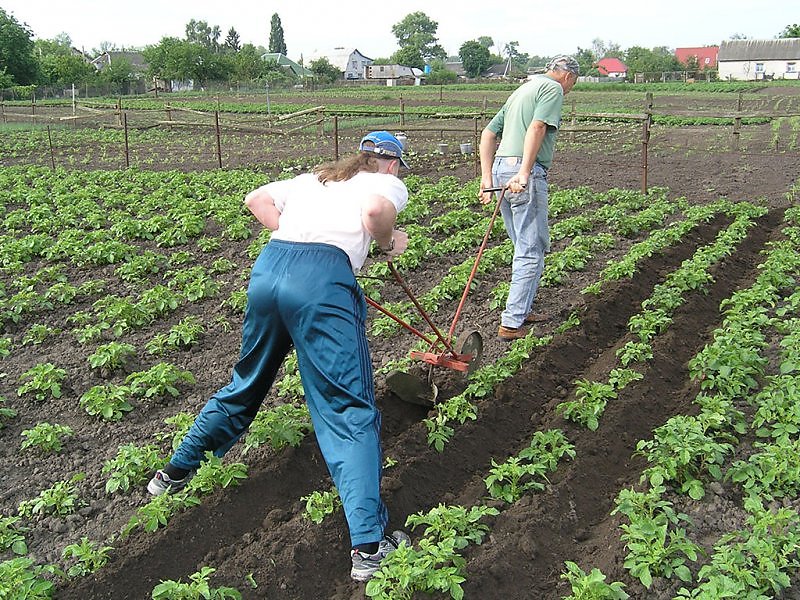 Клубника Кардинал