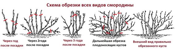 Когда и как правильно обрезать кусты смородины