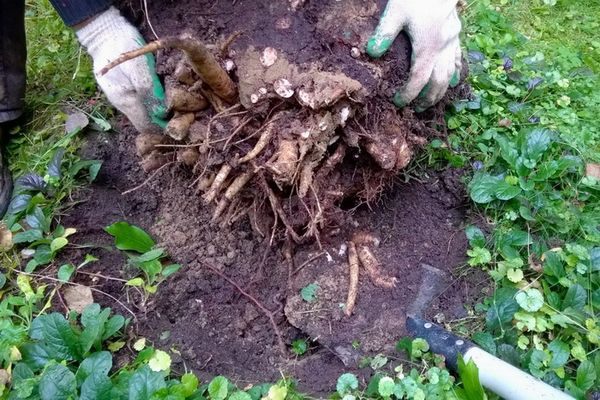 Когда пересаживать пионы: выбор нового места, сроки и правила