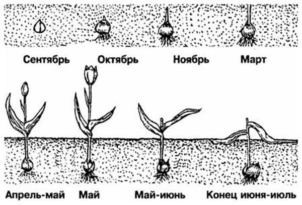 Когда выкапывать тюльпаны после цветения каждый год