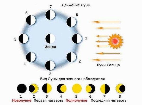 Лунный календарь садовода и огородника на 2024 год: благоприятные дни