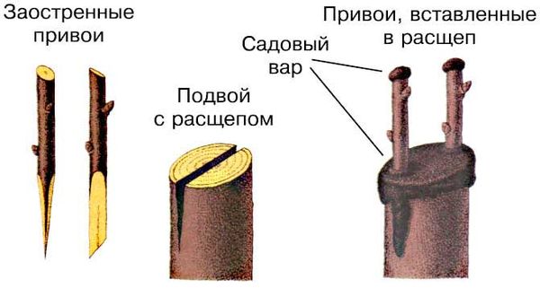 Можно ли и как правильно привить вишню на вишню