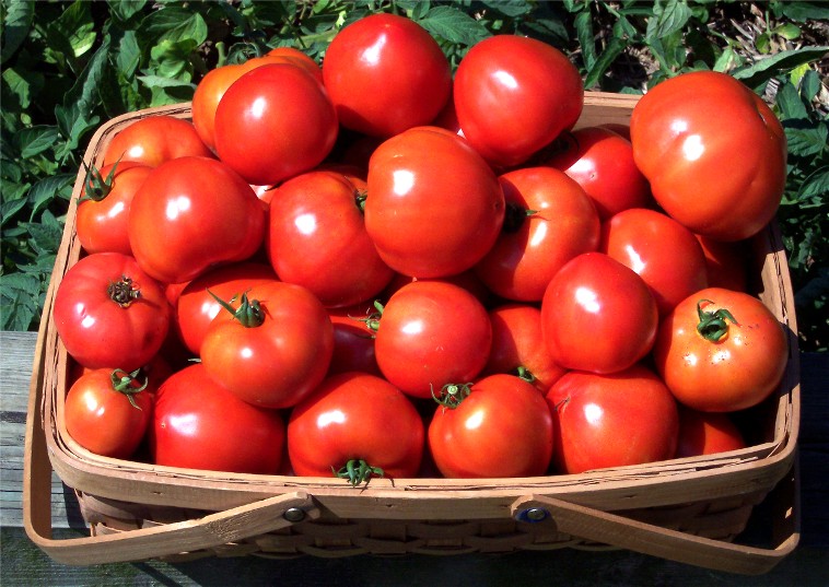 Описание одного из самых вкусных сортов томата — «Столыпин»