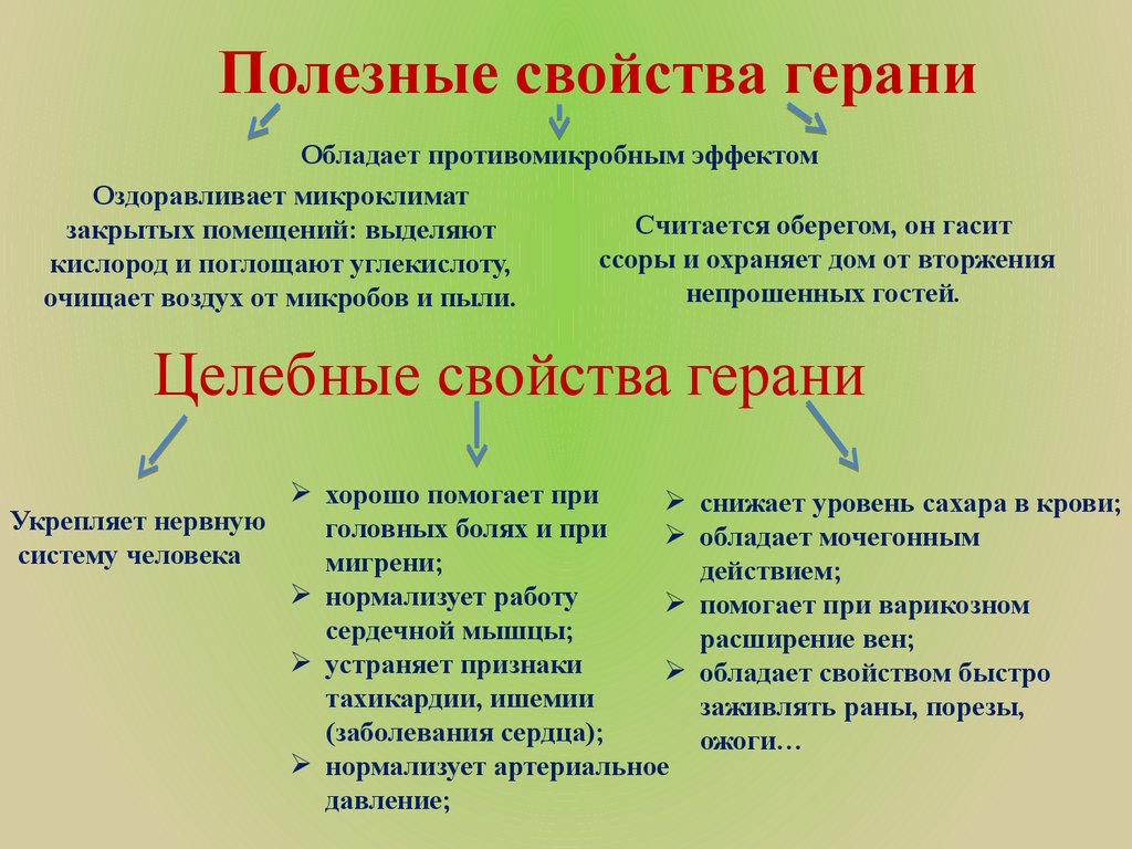 Польза и вред герани для здоровья человека: описание, состав и свойства комнатного растения + применение пеларгонии