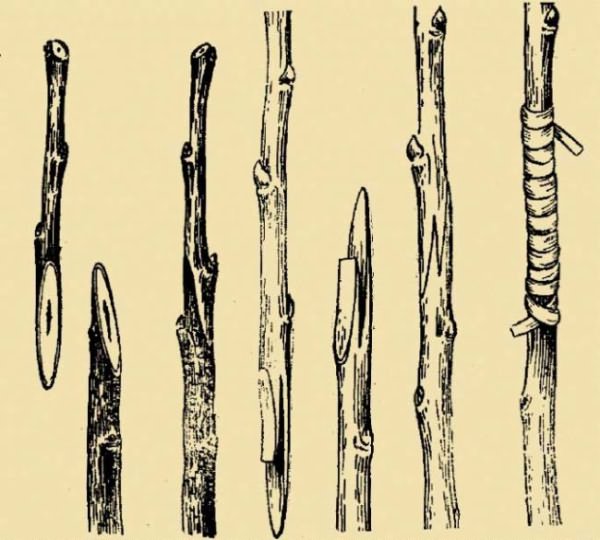 Прививка алычи на алычу