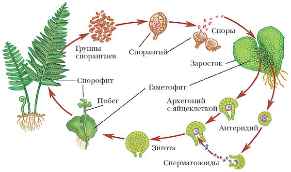 Размножение папоротников в домашних условиях: 3 способа