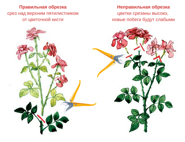 Роза Чиппендейл (Chippendale): описание сорта, фото, применение в ландшафтном дизайне + особенности посадки и ухода