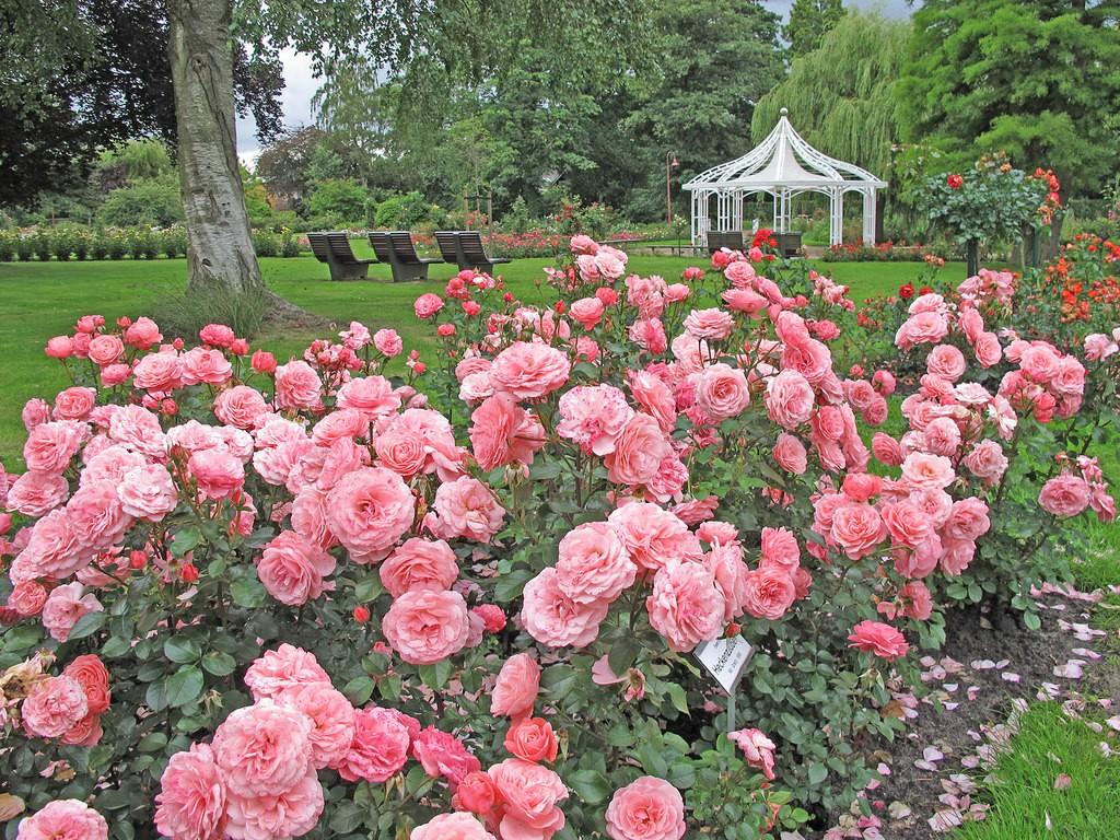 Роза Розариум Ютерсен (Rosarium Uetersen): описание и фото, применение в дизайне ландшафтов + правила посадки и ухода