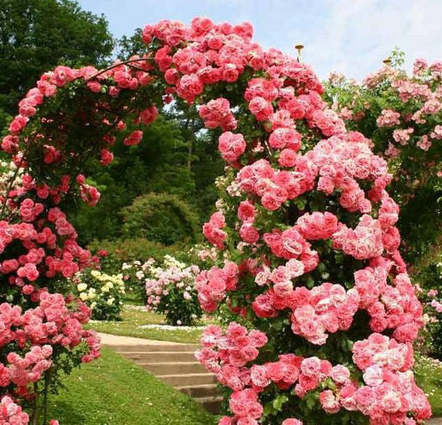 Роза Розариум Ютерсен (Rosarium Uetersen): описание и фото, применение в дизайне ландшафтов + правила посадки и ухода