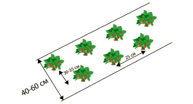 Схемы посадки земляники