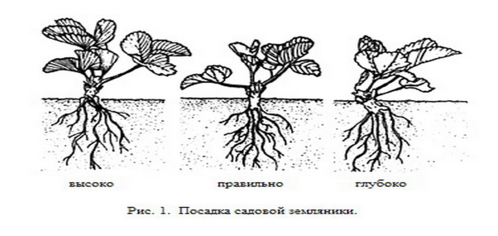 Схемы посадки земляники